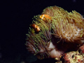   Clown fish anemone  